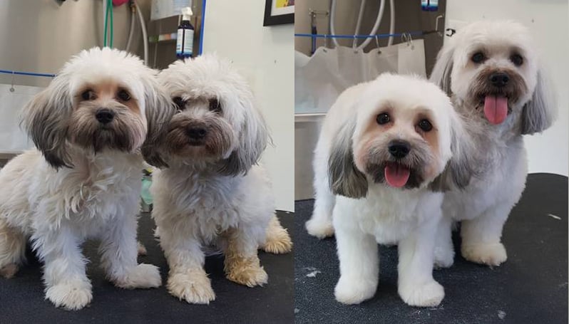 before & after grooming 1