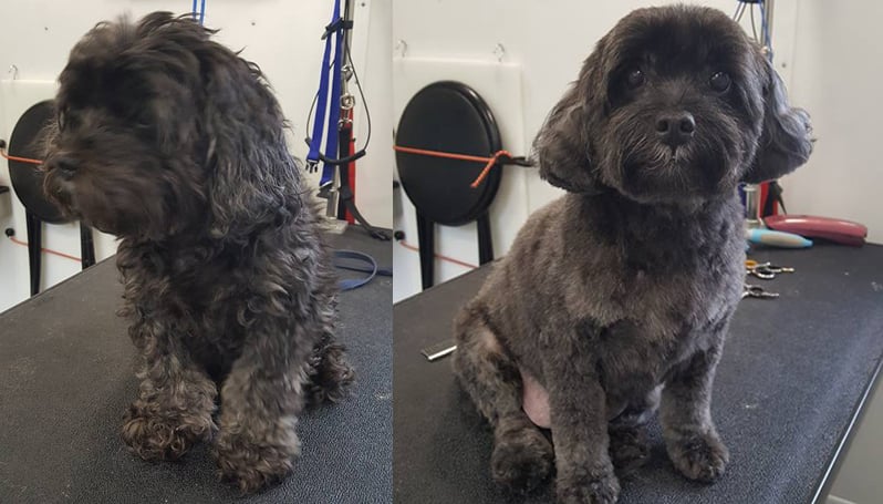 before & after grooming 3