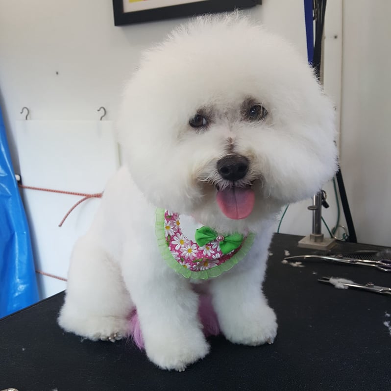 before grooming