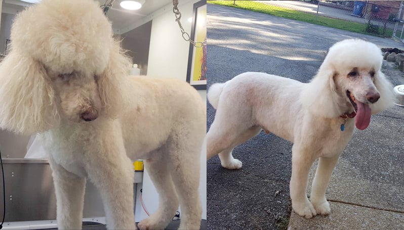 before & after grooming 2